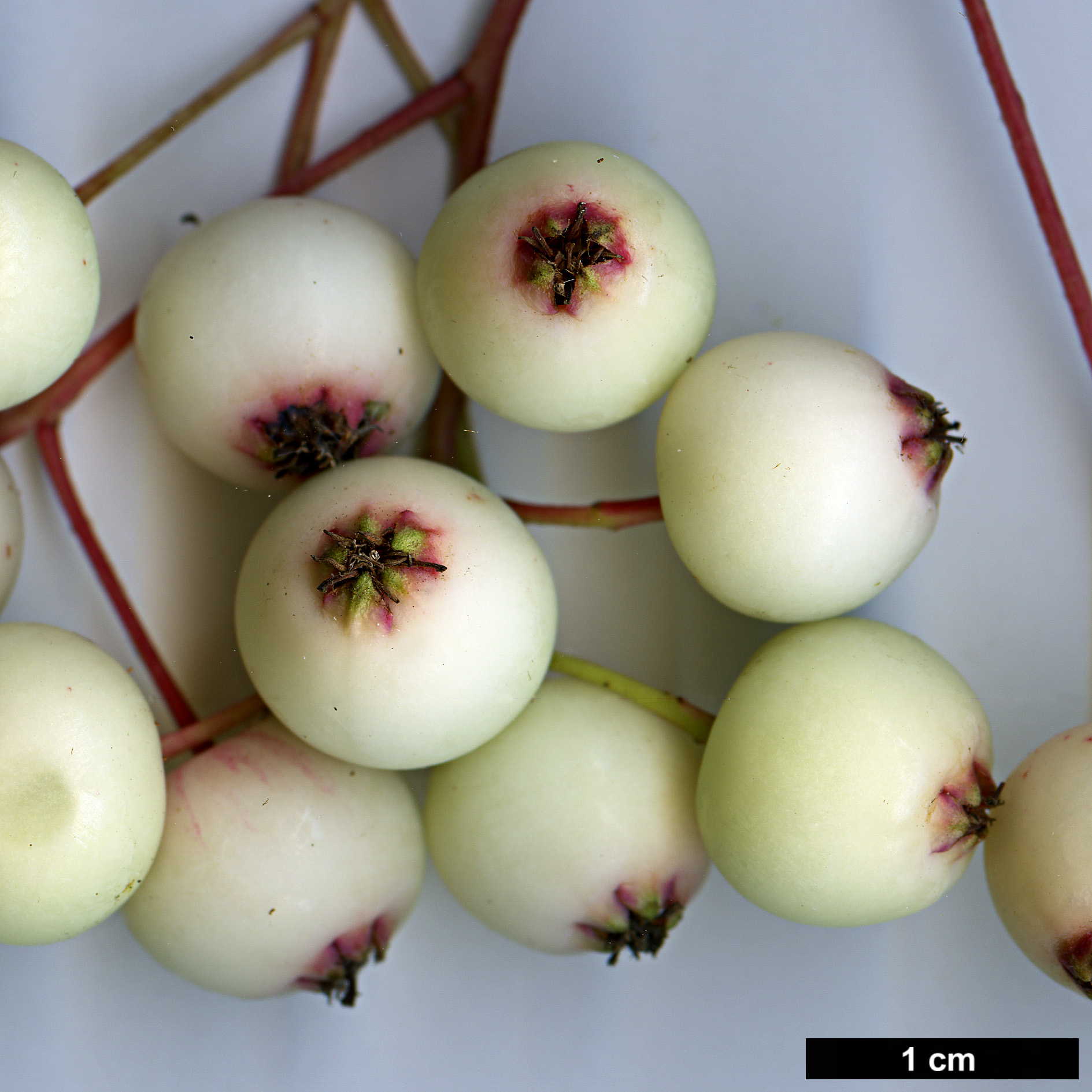 High resolution image: Family: Rosaceae - Genus: Sorbus - Taxon: KR 5100A (S. aff. filipes)